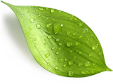 bg_leaves@2x