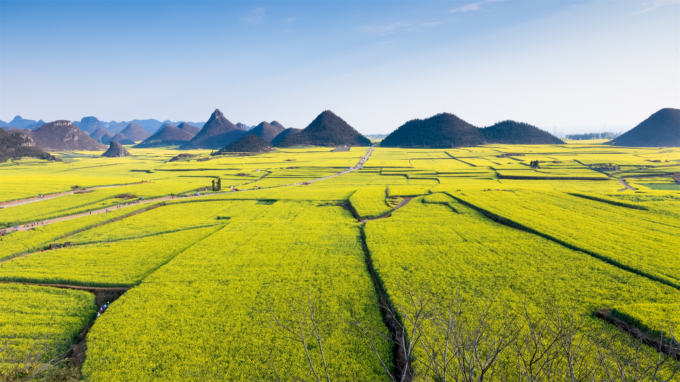 其他谷物种植基地