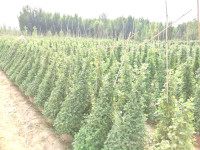 造型菊基地之菊花造型1