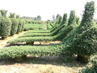 造型菊基地之菊花造型修缮