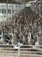 O1CN010juJiw2Bhy8R3F5IA_!!3934358371-2