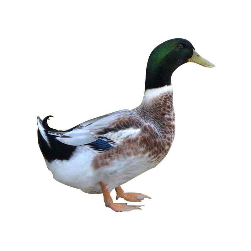 O1CN016E6gM72BhxzrMaUgf_!!3934358371