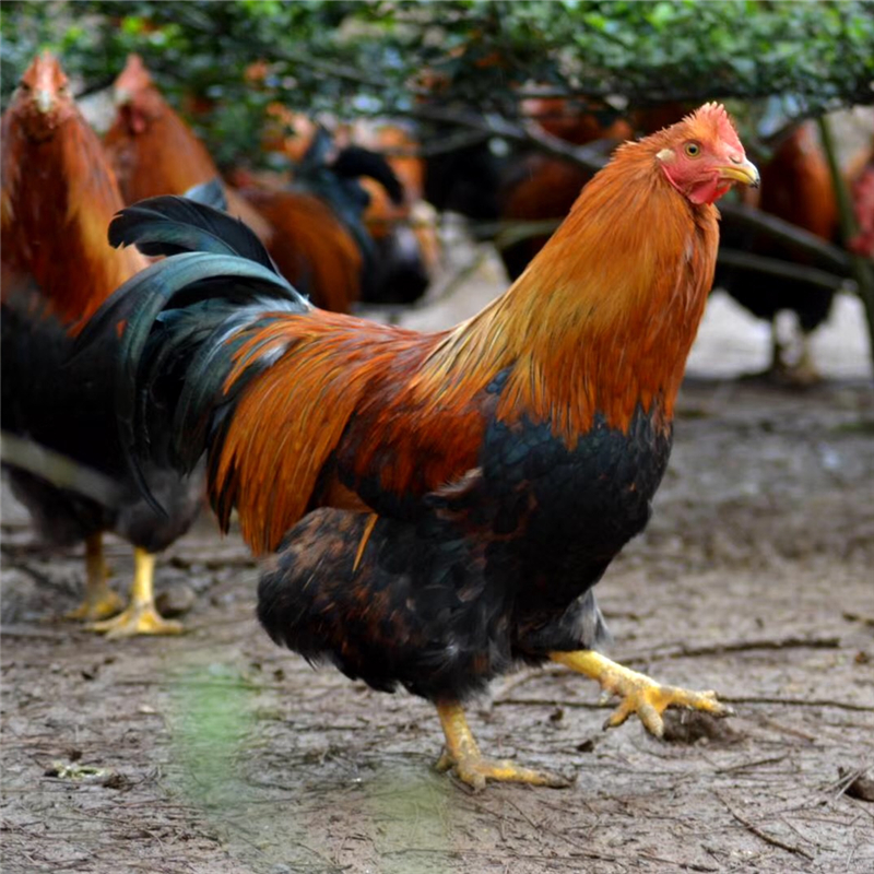 O1CN01yjV7KP2Bhy0LRlcOn_!!3934358371