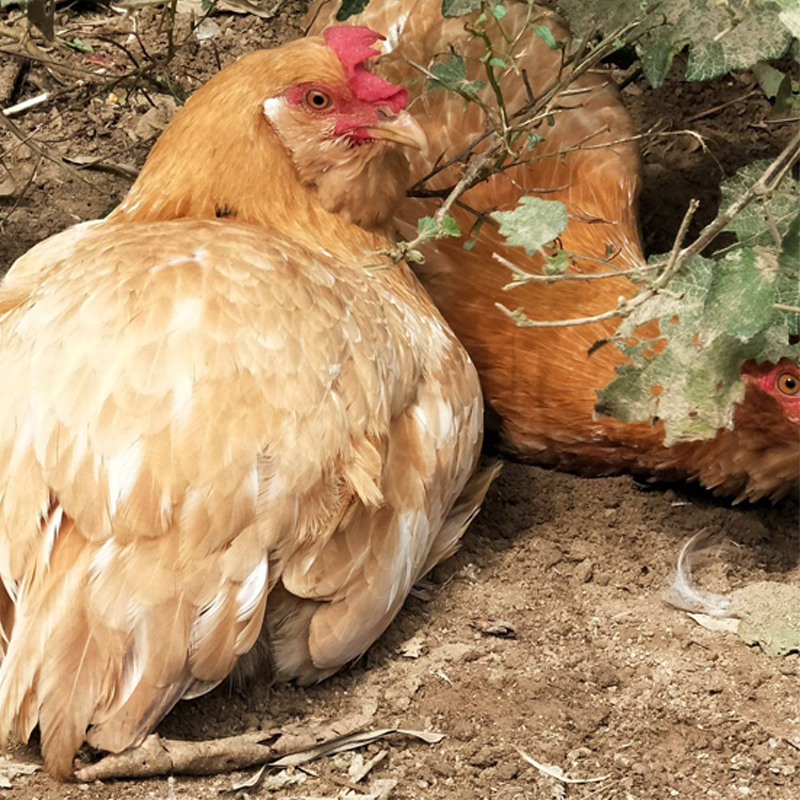 O1CN011NJOk12Bhy9GkB8lQ_!!3934358371