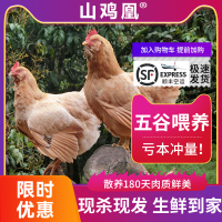 【山鸡凰】正宗胡须鸡农家散养180天现杀整只土鸡走地鸡白切鸡
