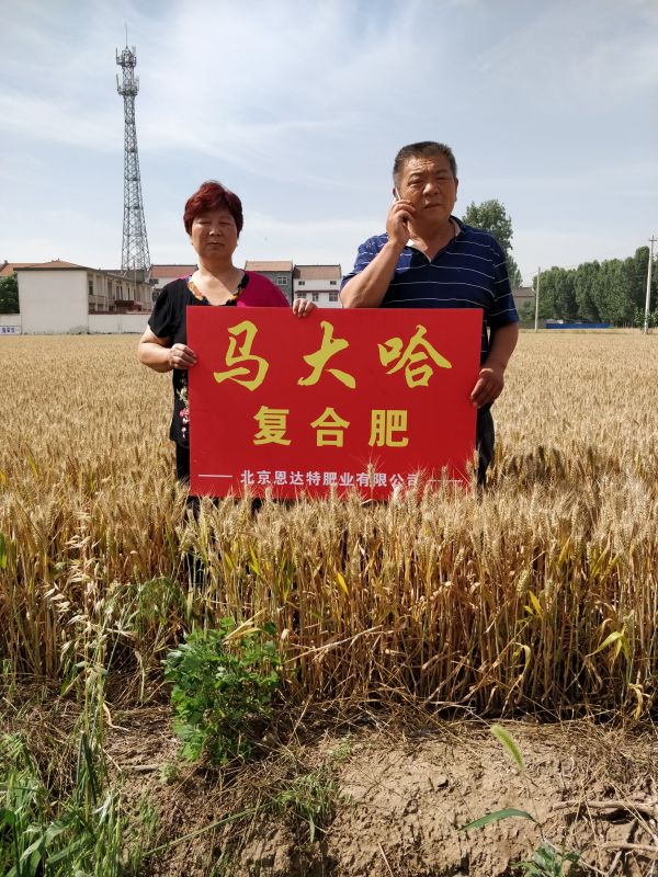 马大哈复合肥效果展示