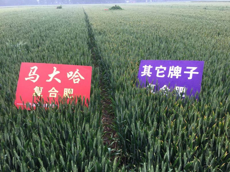 马大哈复合肥效果展示