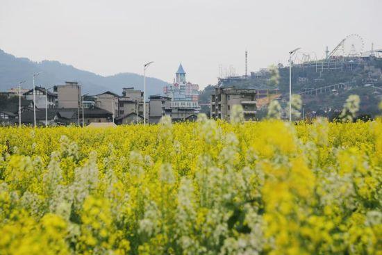 图为蔺市古镇江畔千亩油菜花竞相绽放。美心红酒小镇 供图