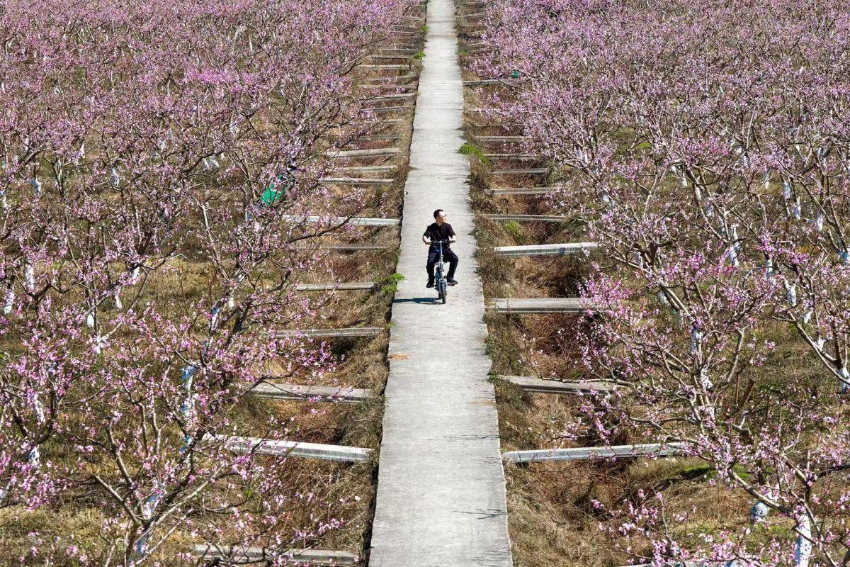 图为重庆市铜梁区围龙镇龙湖村千亩桃园迎来盛花期。何蓬磊 摄
