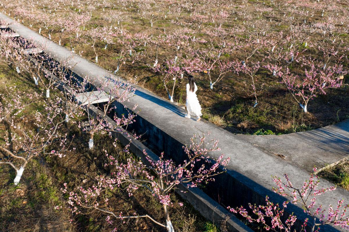 图为3月10日,游客在重庆龙湖村赏花游玩。何蓬磊 摄