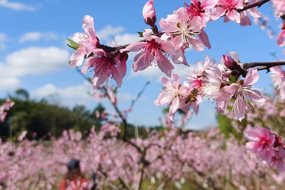 图为重庆市铜梁区围龙镇龙湖村千亩桃园迎来盛花期。何蓬磊 摄