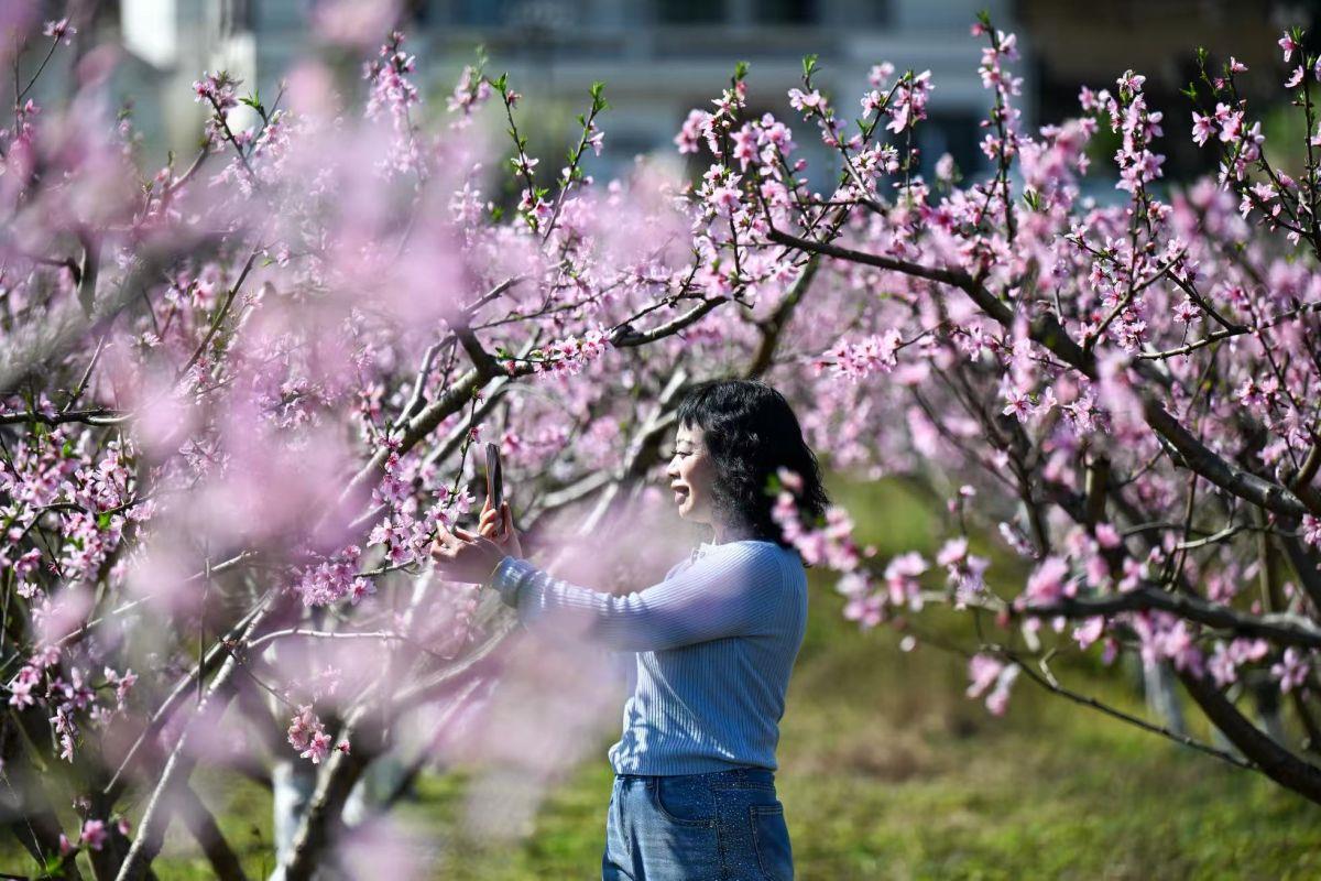 图为3月10日,游客在重庆龙湖村赏花游玩。何蓬磊 摄
