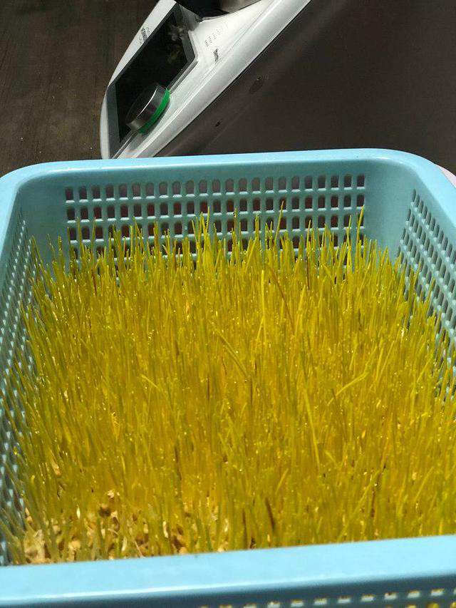 长沙麦芽糖,长沙熟制糕粉,长沙糖业成品,长沙妙湘糖业有限公司 长沙麦芽糖,长沙熟制糕粉,长沙糖业成品,长沙妙湘糖业有限公司