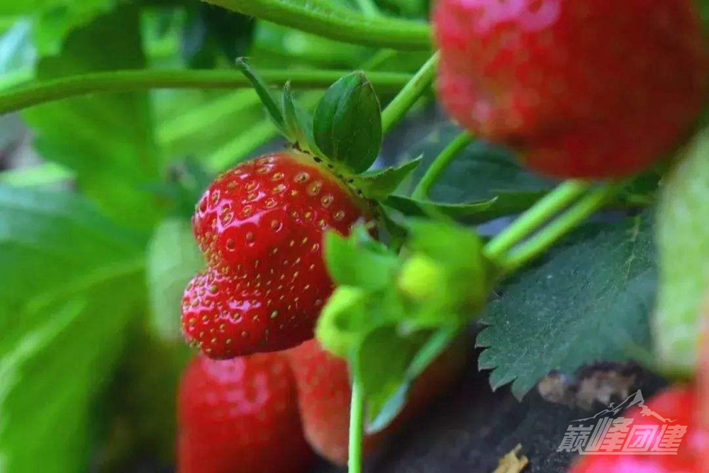 建德草莓7
