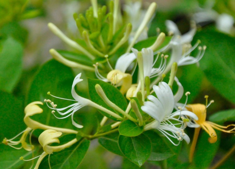 野生 金银花茶 全媒汇网