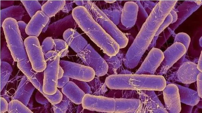 肠道健康新指标-"肠道菌龄"