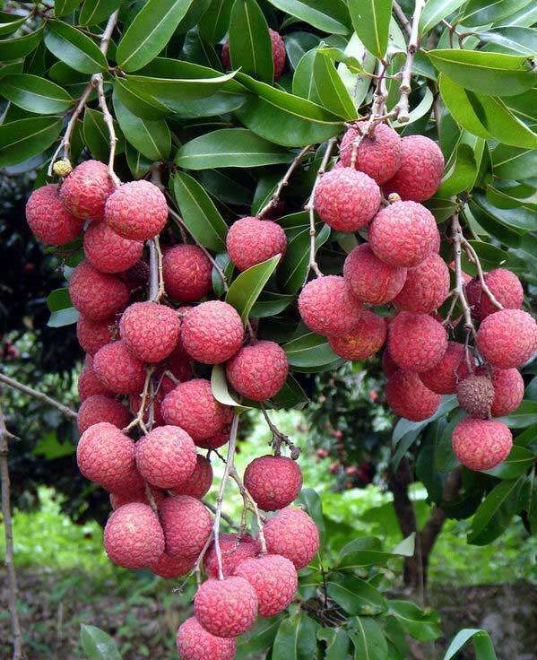 霞浦涵江村晚熟荔枝