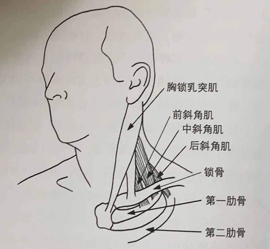 人体右前斜位置示意图图片