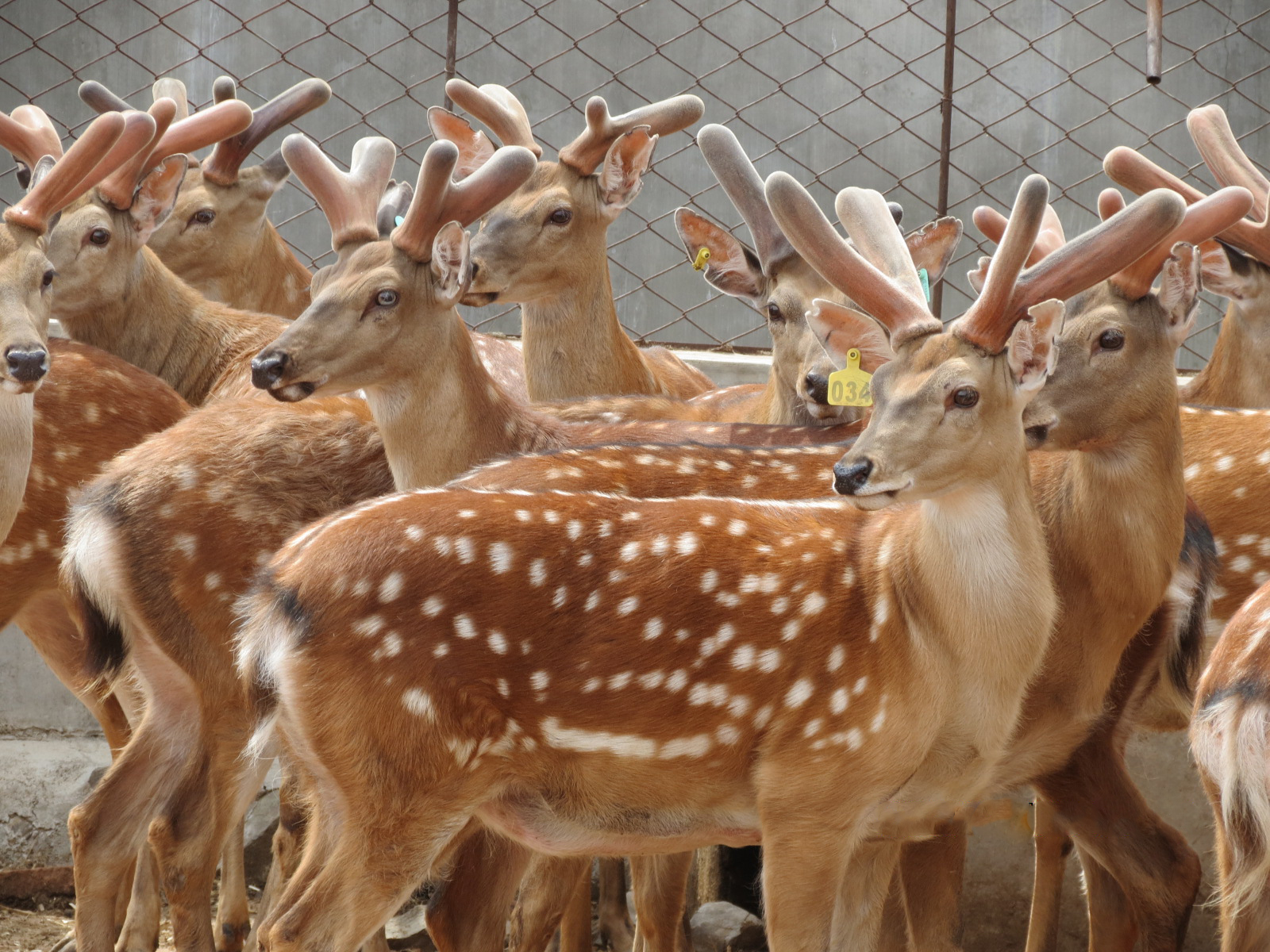 养殖资讯中大型鹿场的三点防疫措施