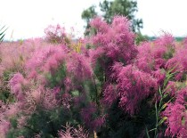 干旱区矿山生态修复植物-柽柳