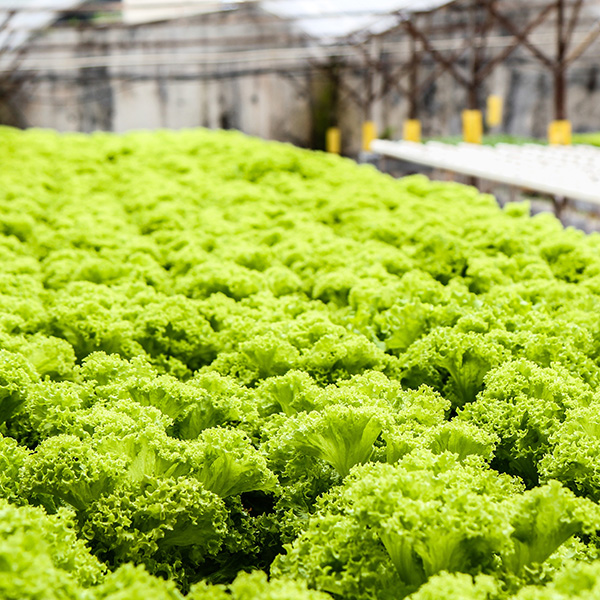 Organic vegetable
