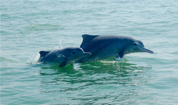 海