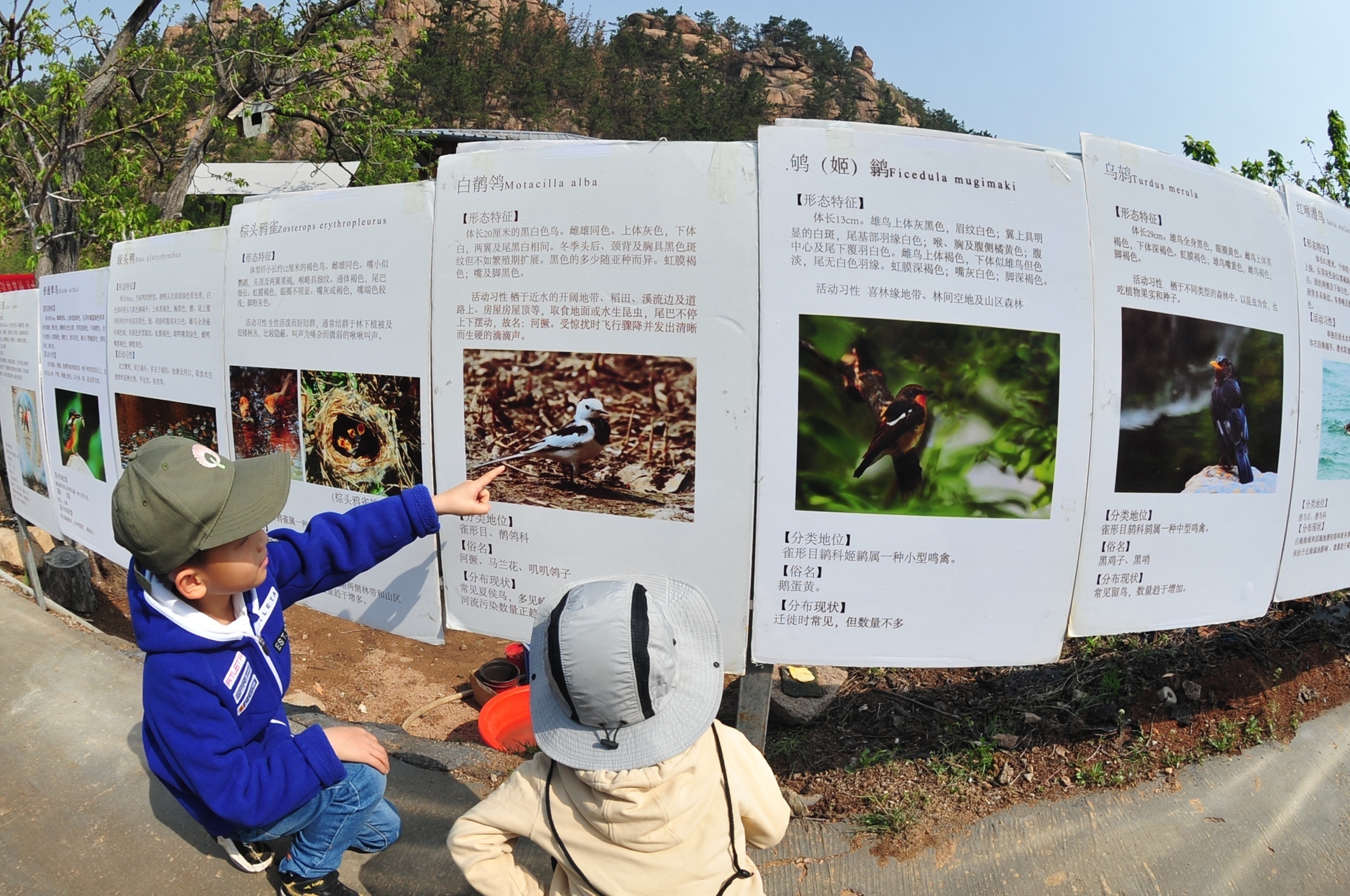 中国绿化基金会，守护鸟儿，保护鸟类，公益海报|平面|海报|15084074789 - 原创作品 - 站酷 (ZCOOL)
