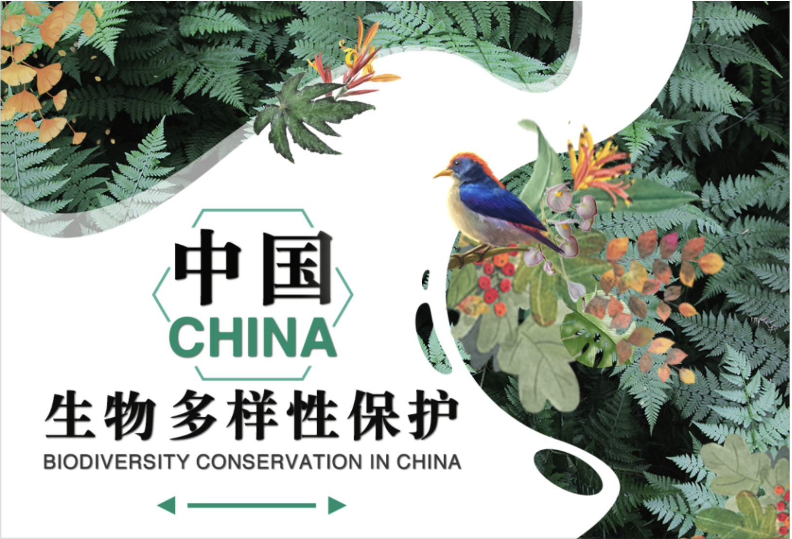 中国野生植物保护协会