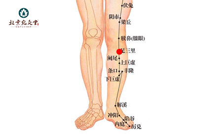 小腿胃经位置图图片