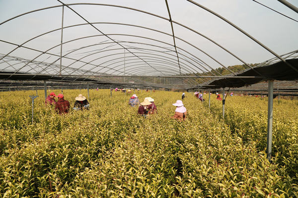 祠山岗茶场公司黄金芽茶今日上市