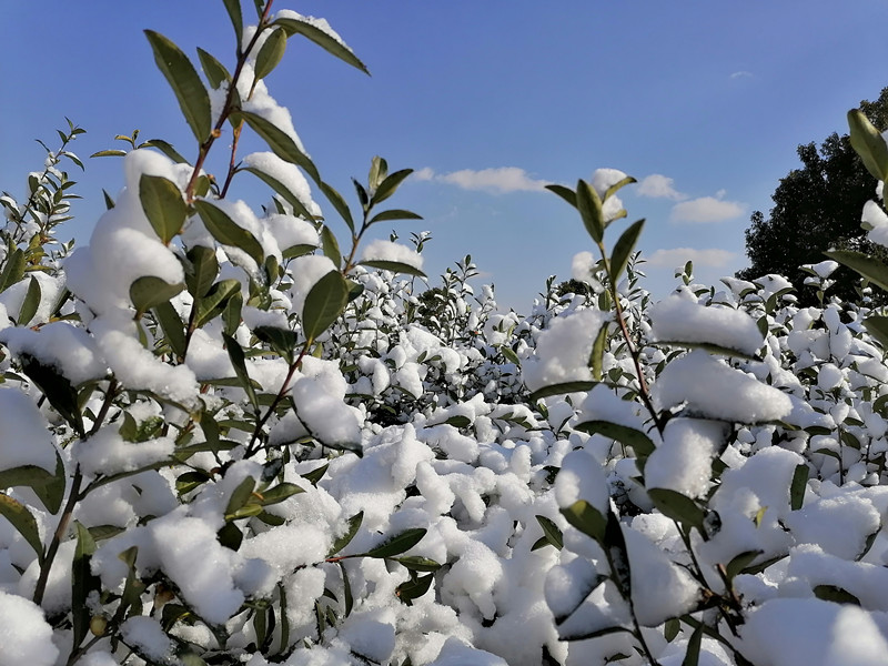 茶园雪景欣赏