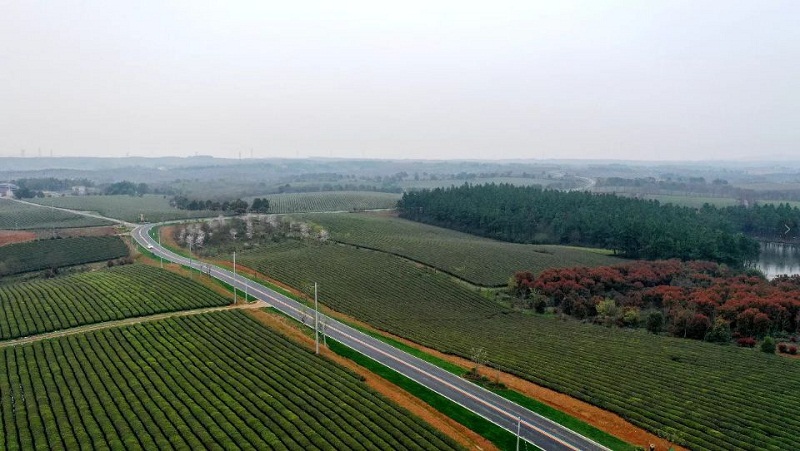 "春风十里,樱茶而美---"郎溪樱花文旅嘉年华"在十字铺茶场公司美丽