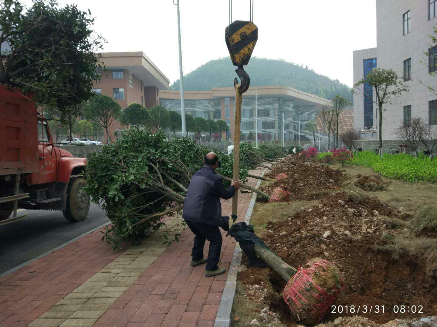 碧江区政府补充工程人工现场栽种苗木现场图