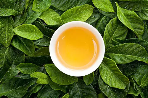 泡绿茶多长时间