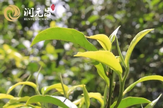 润元昌春茶发酵的熟茶.webp