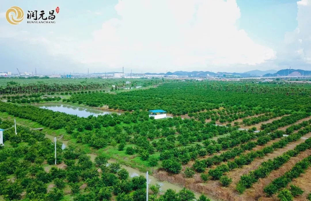 润元昌新会核心产区柑普茶小青柑大红柑-3