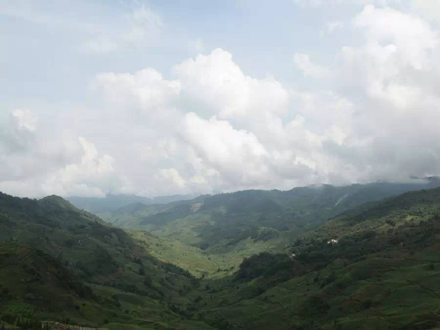 大班章茶区热带雨林