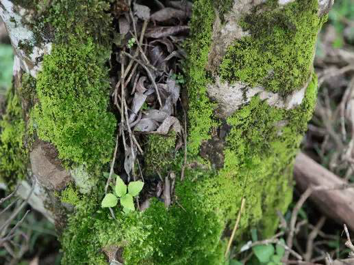润元昌茶山生态环境好