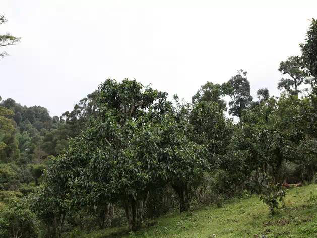 润元昌普洱茶茶山行