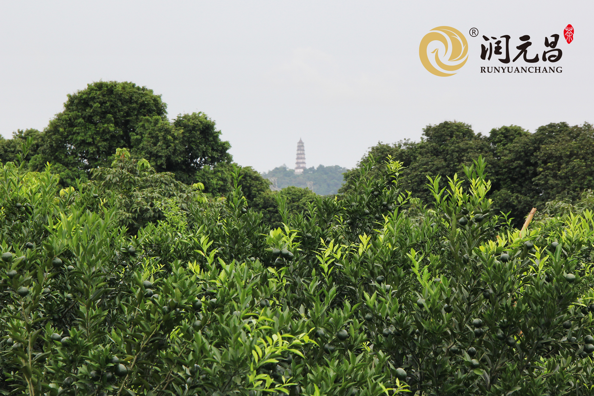 润元昌新会柑园