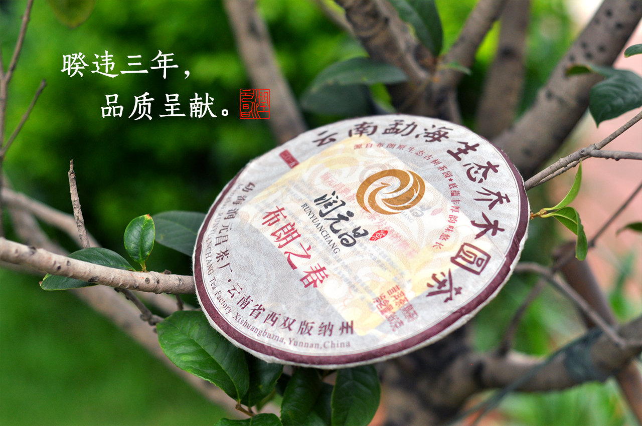 润元昌普洱茶布朗之春