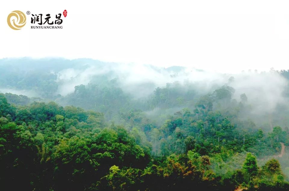 润元昌普洱国民熟茶中国好韵耐泡-1