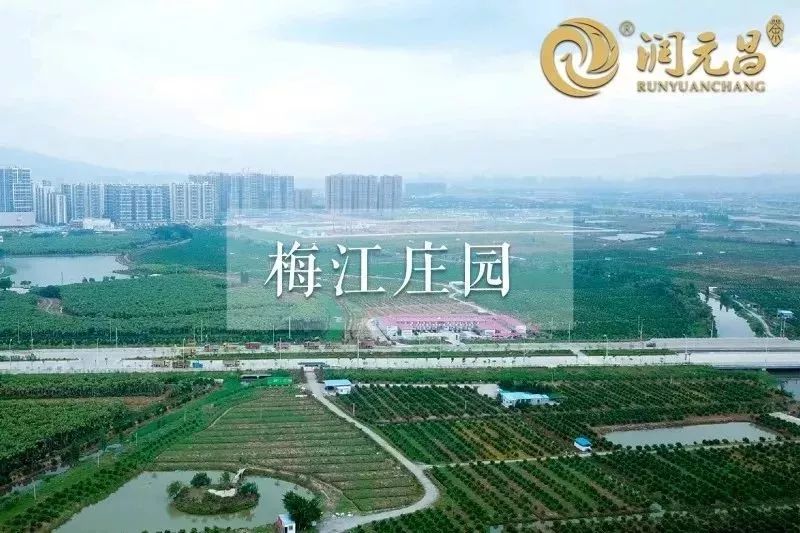 润元昌柑普茶-2