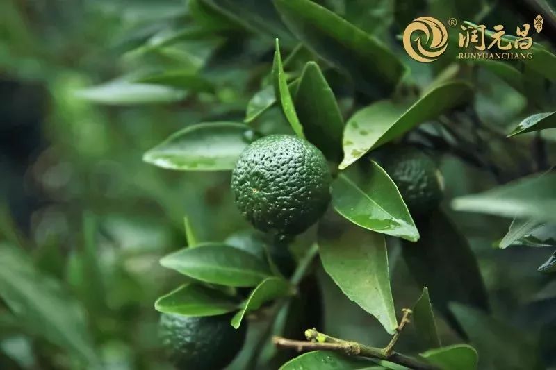 润元昌柑普茶-4