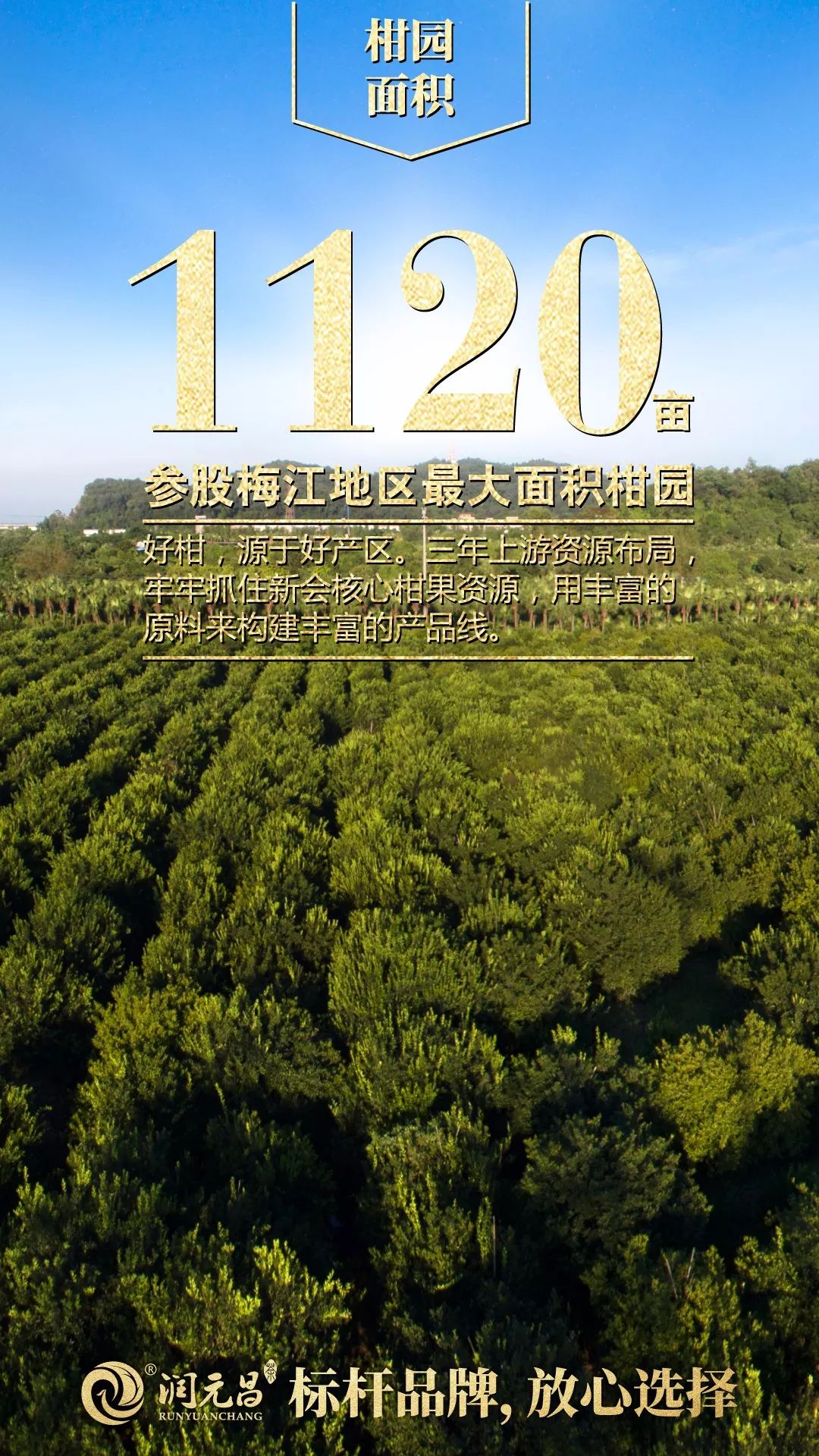 润元昌柑普茶-2