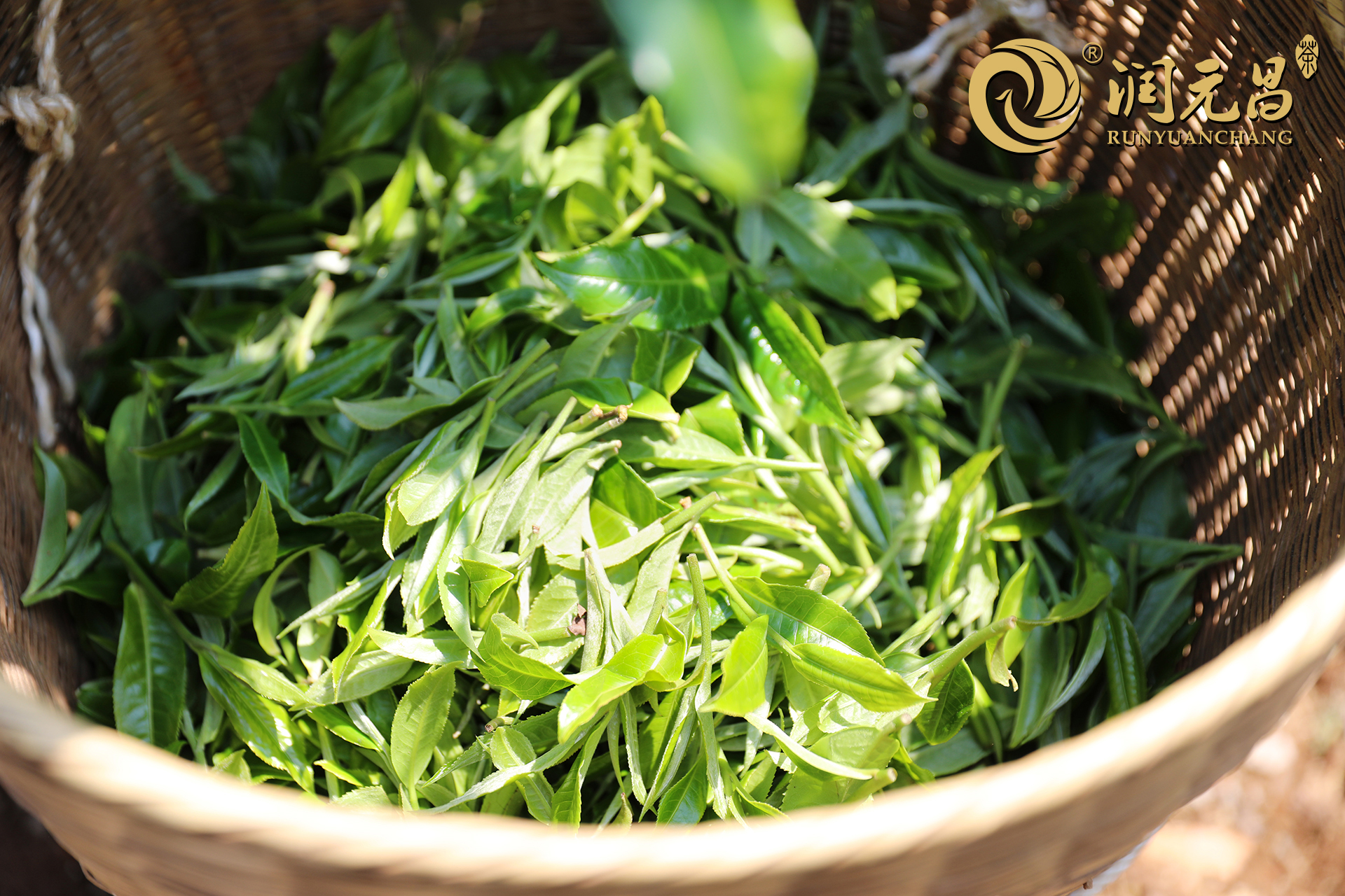 润元昌普洱竹筐中的鲜叶-1