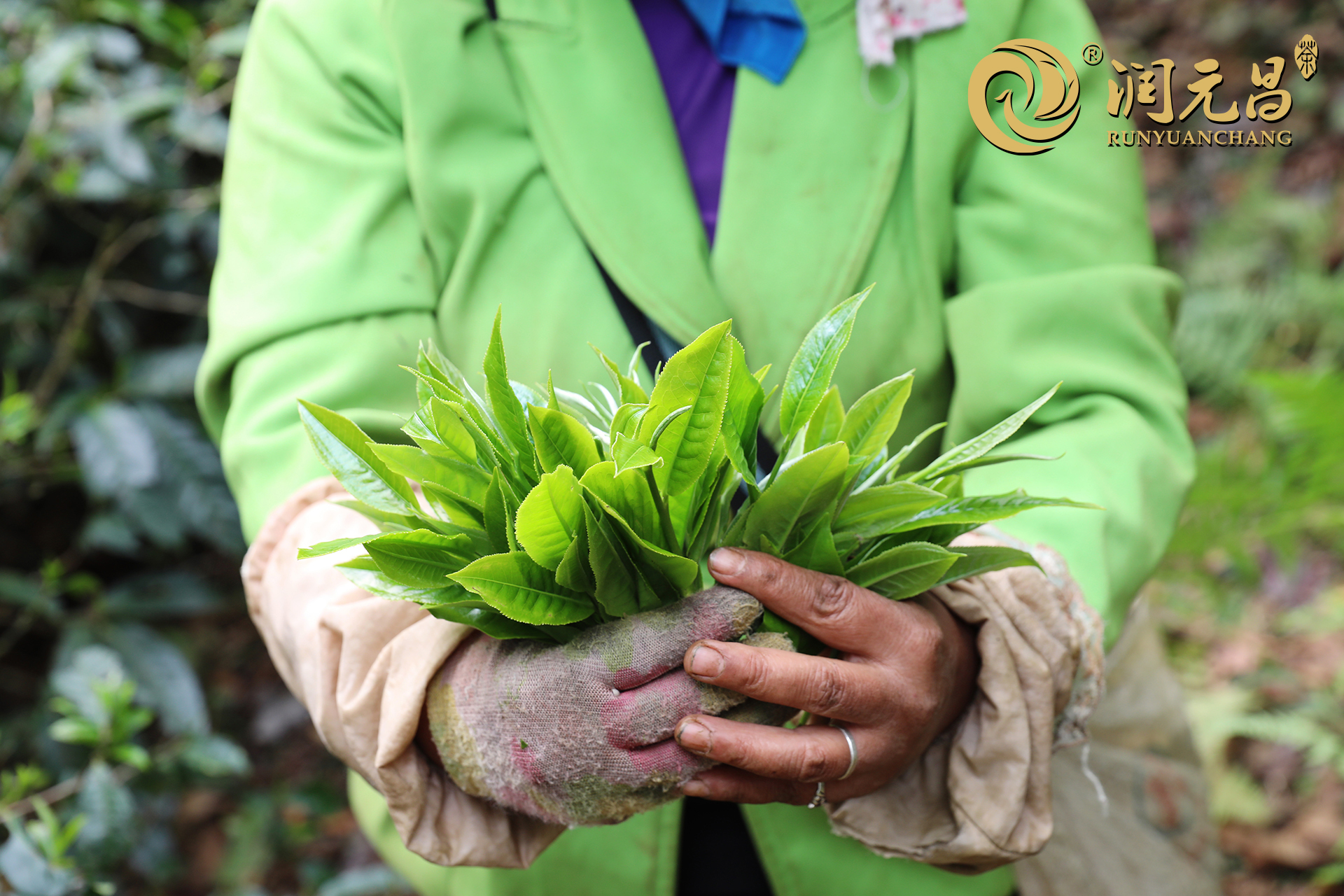 润元昌普洱茶农手中的鲜叶
