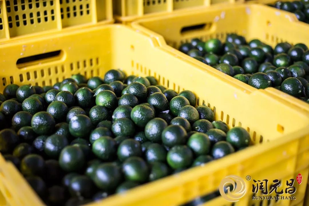 润元昌柑普茶-3