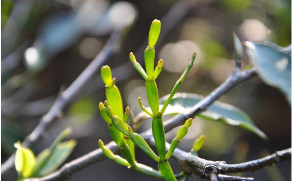 润元昌555普洱茶-3