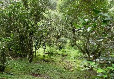 润元昌555普洱茶-4